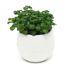 Mini Colourful Round Plastic Plant Flower Pot Garden Home Office Decor Planter Desktop Flower Pots