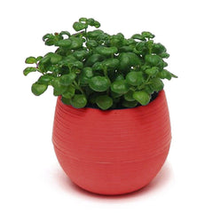 Mini Colourful Round Plastic Plant Flower Pot Garden Home Office Decor Planter Desktop Flower Pots