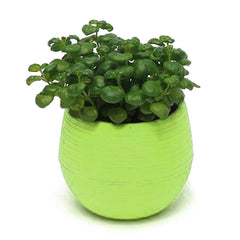 Mini Colourful Round Plastic Plant Flower Pot Garden Home Office Decor Planter Desktop Flower Pots