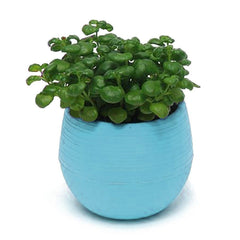 Mini Colourful Round Plastic Plant Flower Pot Garden Home Office Decor Planter Desktop Flower Pots