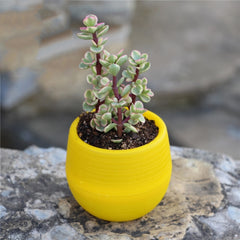 7*7cm Flower Pots Mini Flowerpot Indoor Garden Unbreakable Nursery Pots For Succulent Plants Potted Small Planter Home Decor