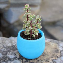 7*7cm Flower Pots Mini Flowerpot Indoor Garden Unbreakable Nursery Pots For Succulent Plants Potted Small Planter Home Decor