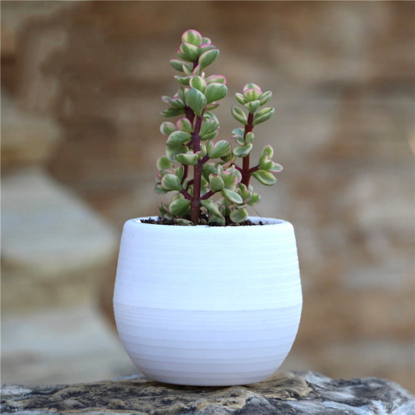 7*7cm Flower Pots Mini Flowerpot Indoor Garden Unbreakable Nursery Pots For Succulent Plants Potted Small Planter Home Decor