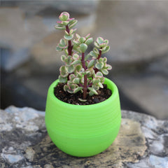 7*7cm Flower Pots Mini Flowerpot Indoor Garden Unbreakable Nursery Pots For Succulent Plants Potted Small Planter Home Decor