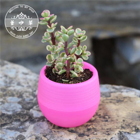 7*7cm Flower Pots Mini Flowerpot Indoor Garden Unbreakable Nursery Pots For Succulent Plants Potted Small Planter Home Decor