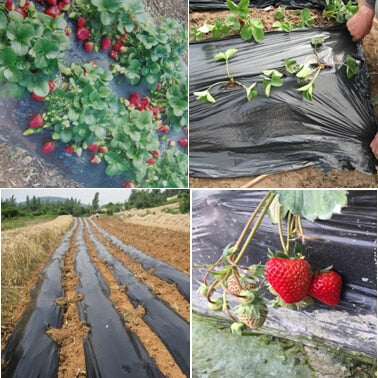 Black agricultural film strawberry PE film garden flower greenhouse plastic garden mulch film plant cover